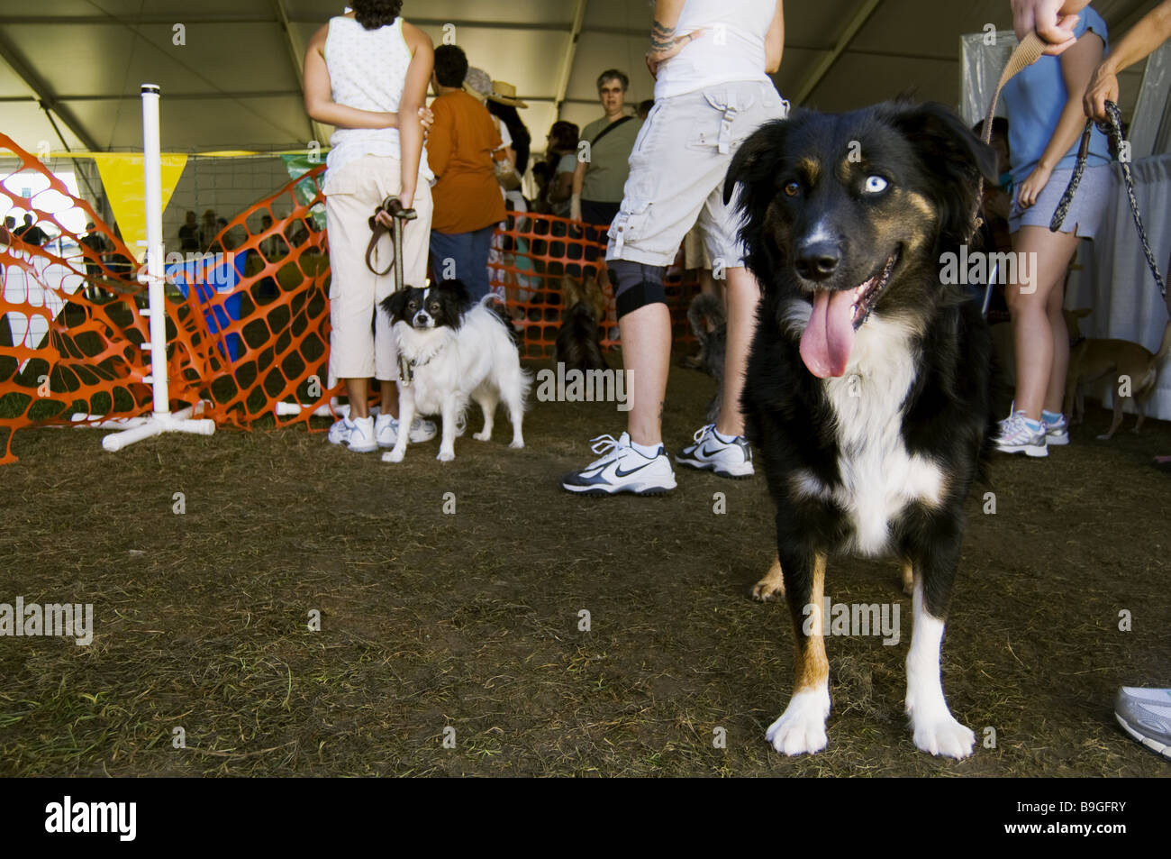 Hannah attende il suo giro nel cane anello all'Dutchess County Fair, Rhinebeck New York Foto Stock