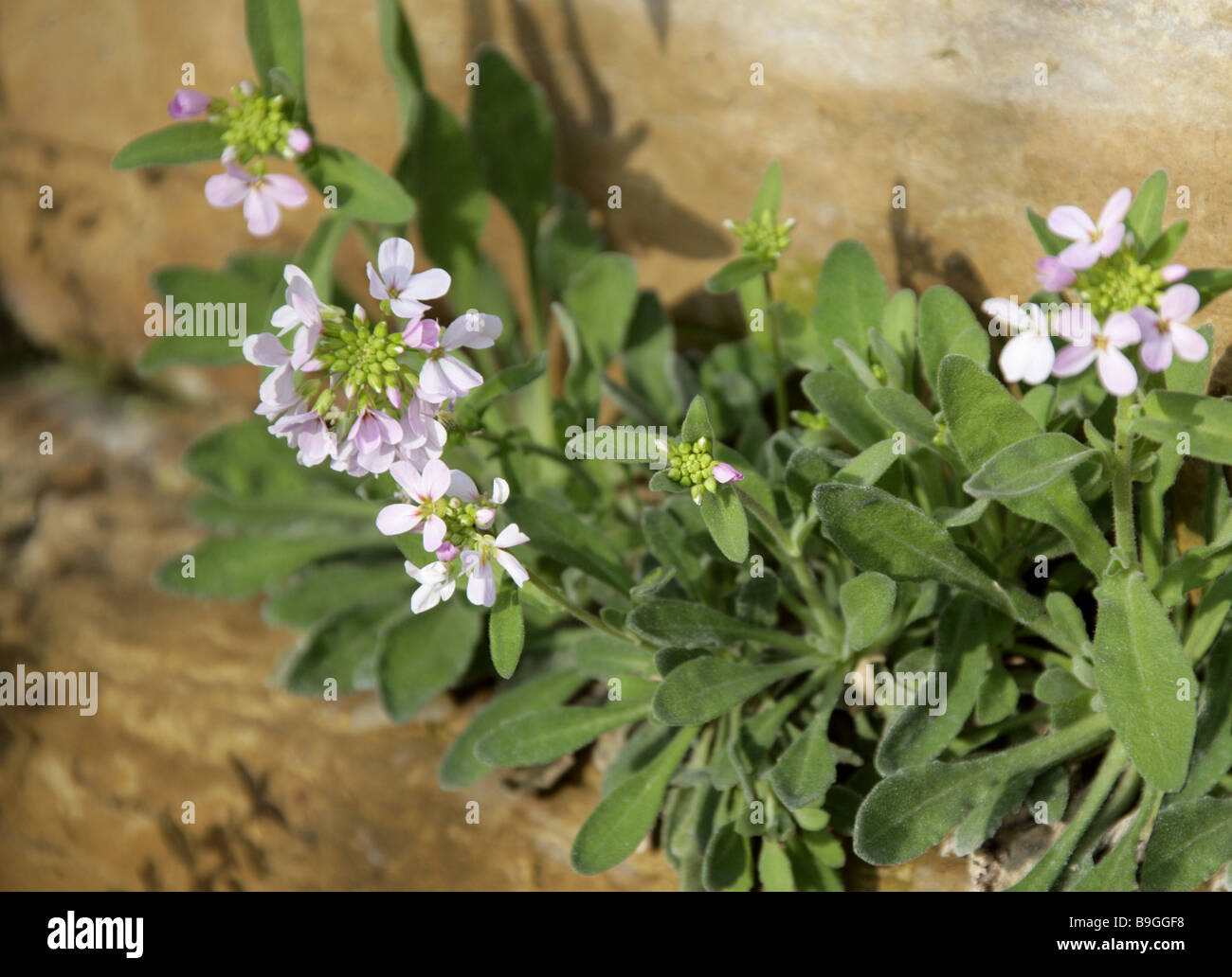 Rock crescione, Arabis cypria, Brassicaceae, Cipro Foto Stock