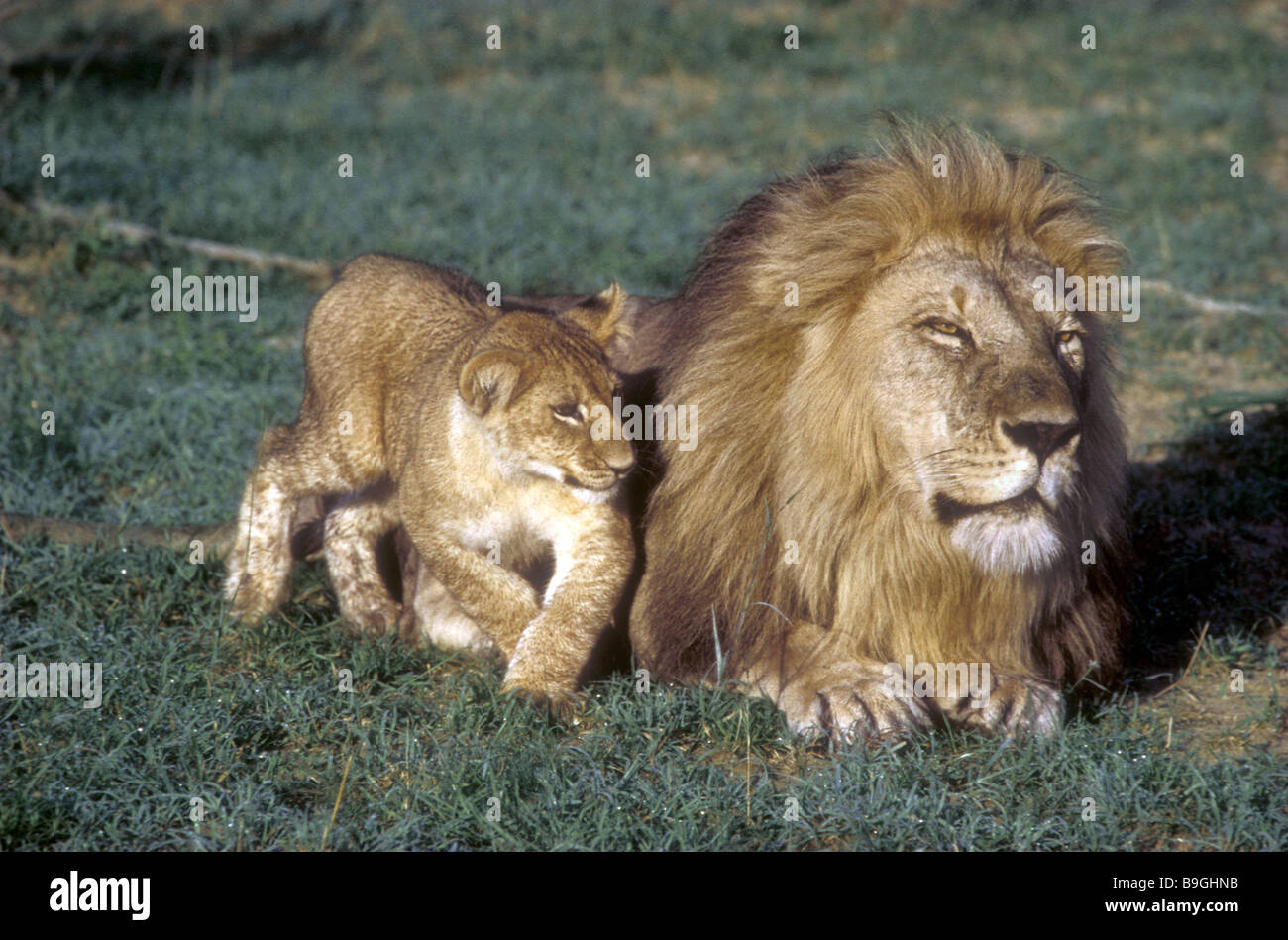 Giovani LION CUB cercando di giocare con i senior maschio maturo Masai Mara riserva nazionale del Kenya Africa orientale Foto Stock