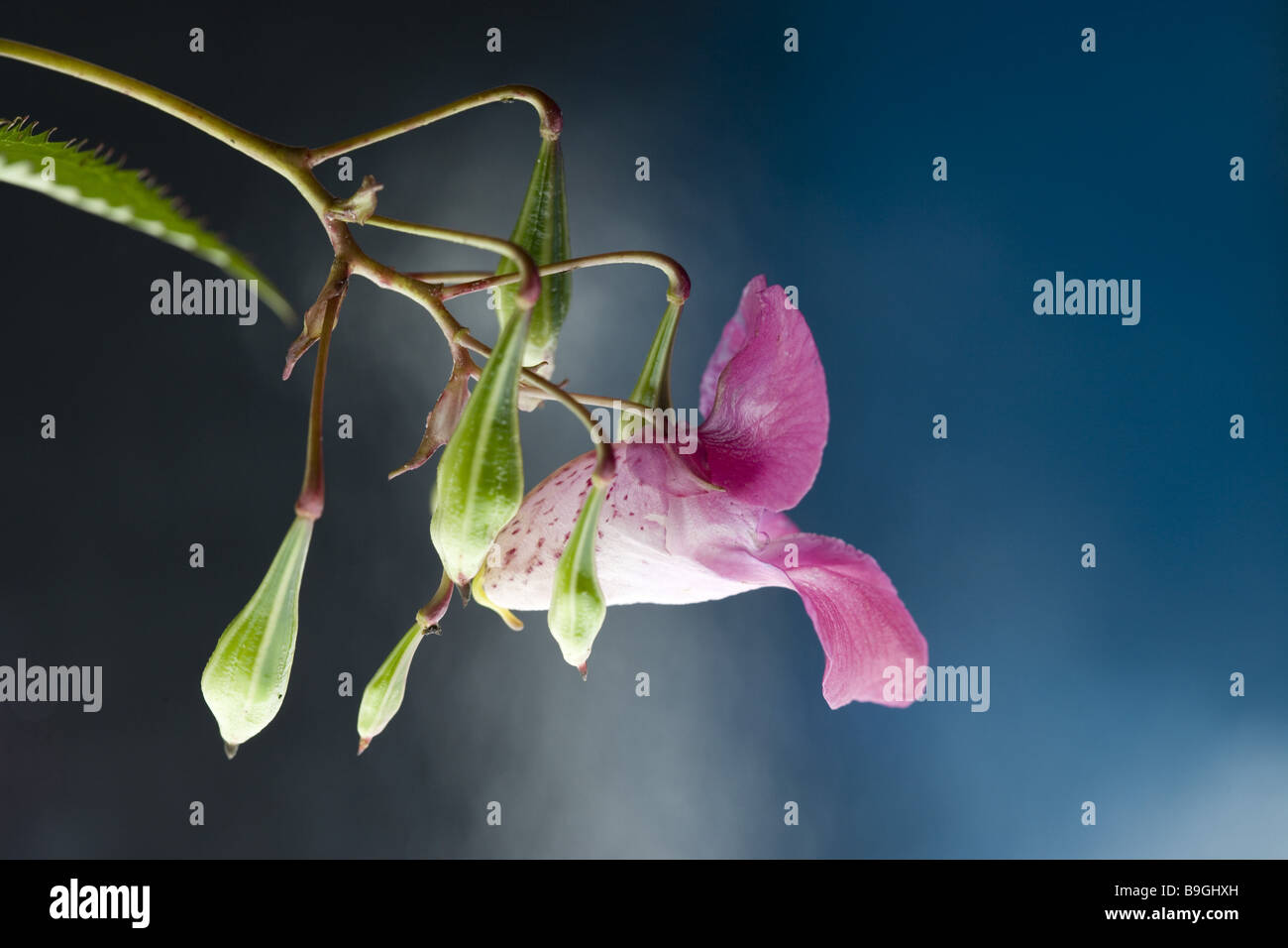 Indian touch-me-non Impatiens glandulifera dettaglio fioritura di capsule di semi emscherorchidee' giardino-piante alternativa Foto Stock