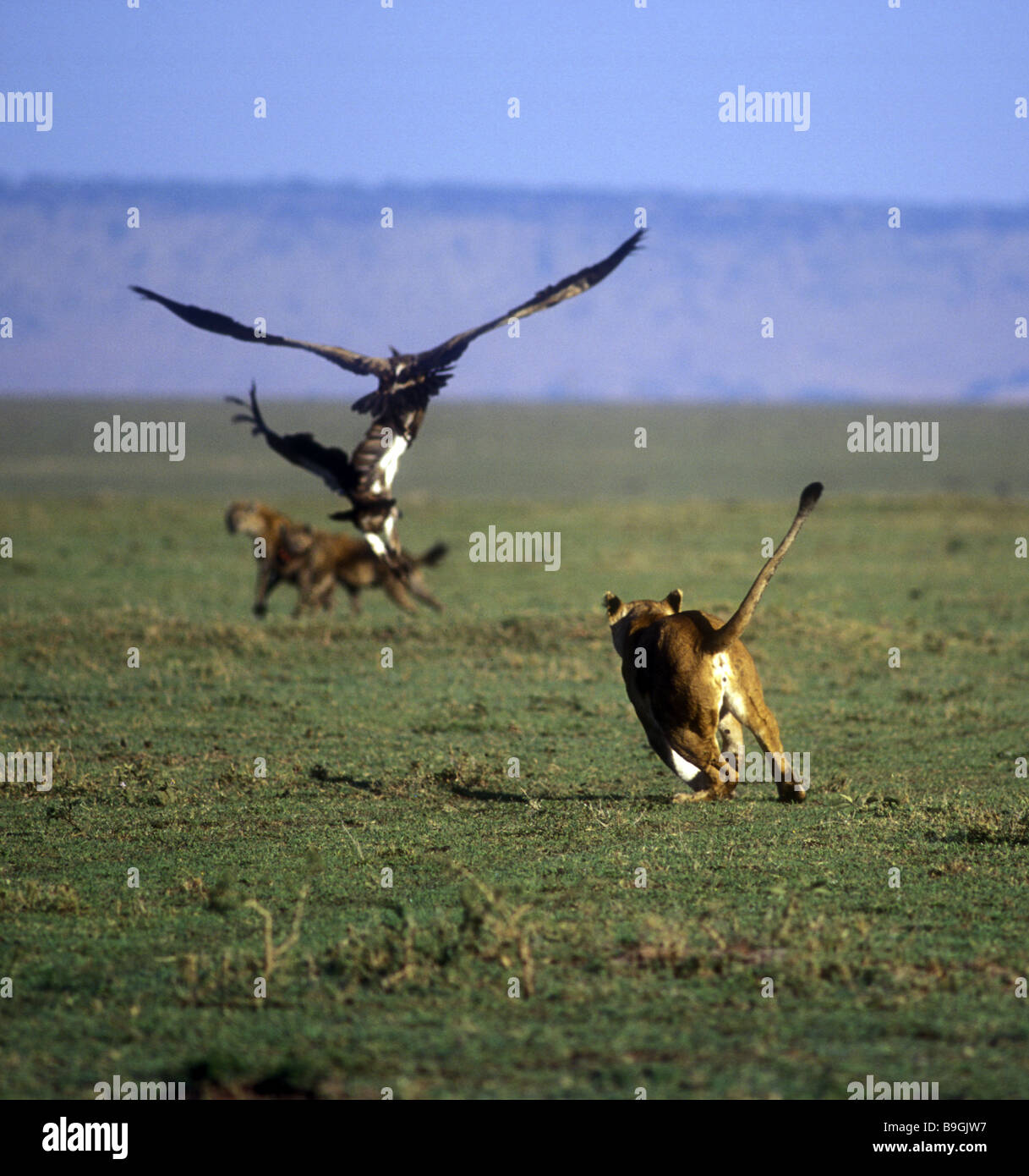Leonessa a rincorrere gli avvoltoi e iene maculate lontano da un kill Masai Mara riserva nazionale del Kenya Africa orientale Foto Stock