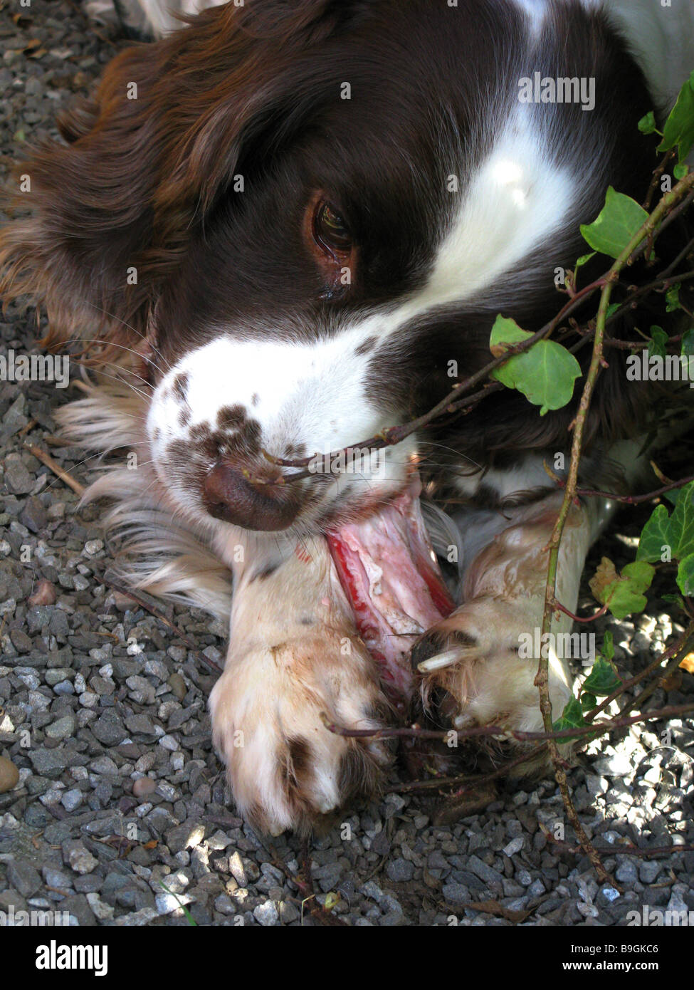 Inglese Springer Spaniel, marrone e fegato, marrone e bianco, canino, Gun Dog, energico, attivo, lavoratore duro, lavoro sul campo, attento desideroso, bello, animale domestico Foto Stock