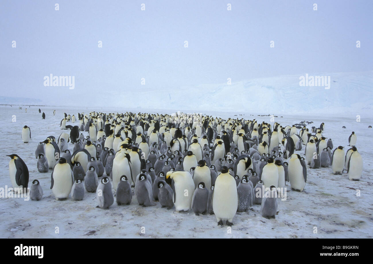 L'imperatore-penguins Aptenodytes forsteri Foto Stock