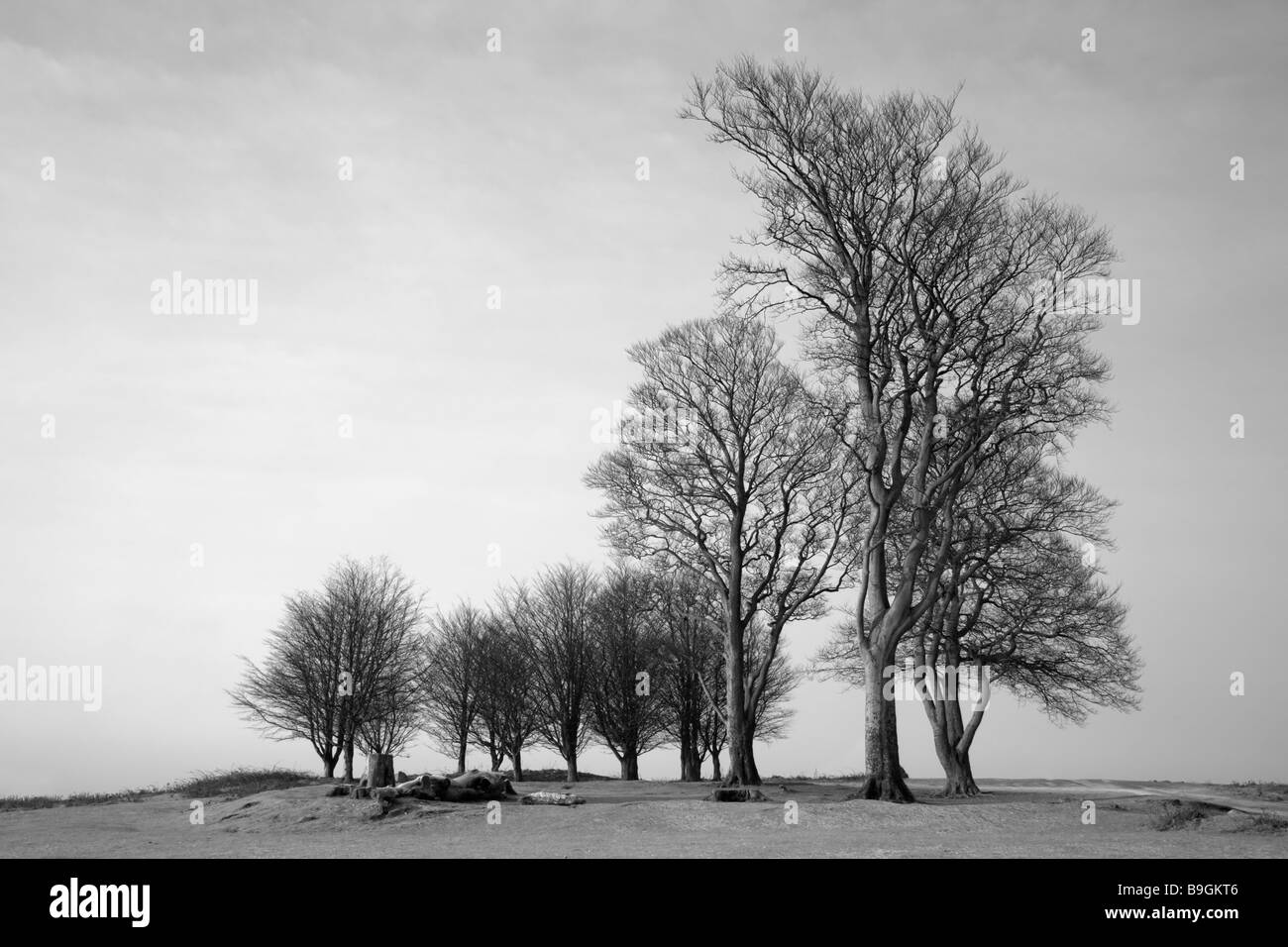 Immagine di un gruppo di faggi conosciuta come le Sette della sorella, Quantocks presi su un gelido mattino poco dopo l'alba. Foto Stock