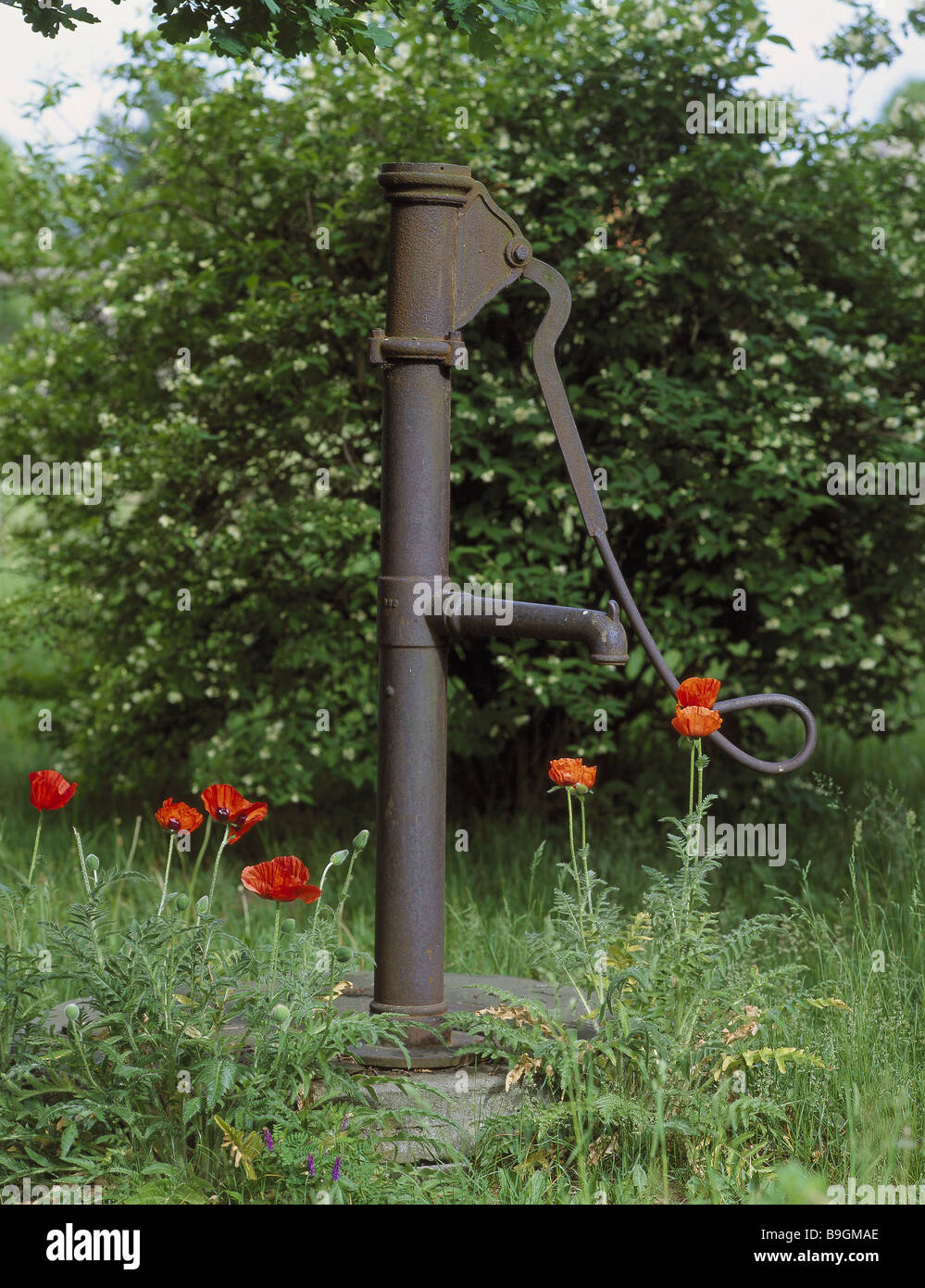 Credito giardino-wells vecchi motivi pozzetti pozzetto della pompa dell'acqua-albero acqua sotterranee di acqua di alimentazione-albero di supporto pompa di papaveri estate Foto Stock