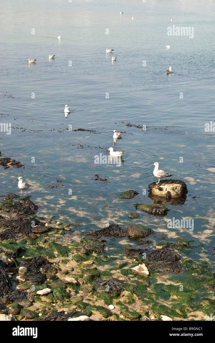 I gabbiani sulla coperta di alghe e rocce in acqua Foto Stock