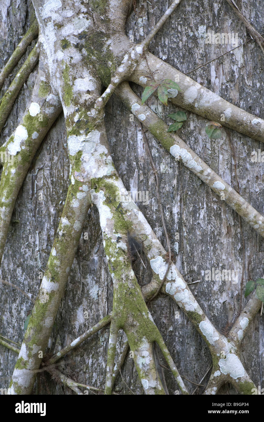 Würgfeige Ficus aurea radici tree Foto Stock