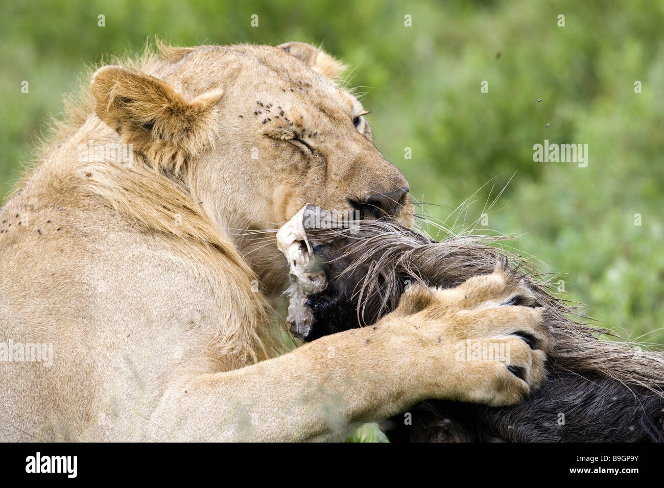 Lion Phantera Leo bottino di mangiare Foto Stock