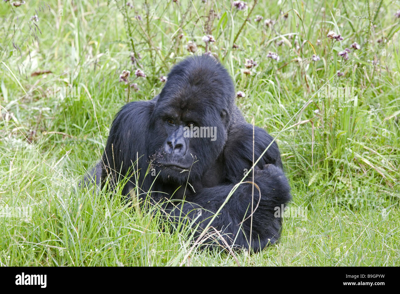 Mountain-gorilla gorilla gorilla berengei Foto Stock