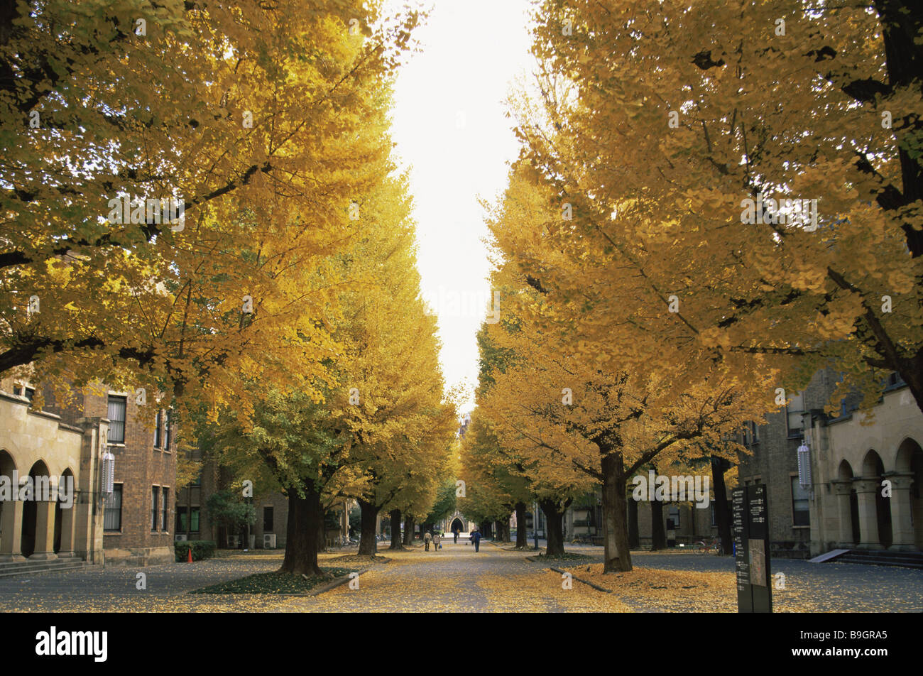 Giappone Tokyo University park ginkgo-alberi autunno Asia East-Asia Park avenue alberi ampio leafed alberi Ginkgos stagione autunnale Foto Stock