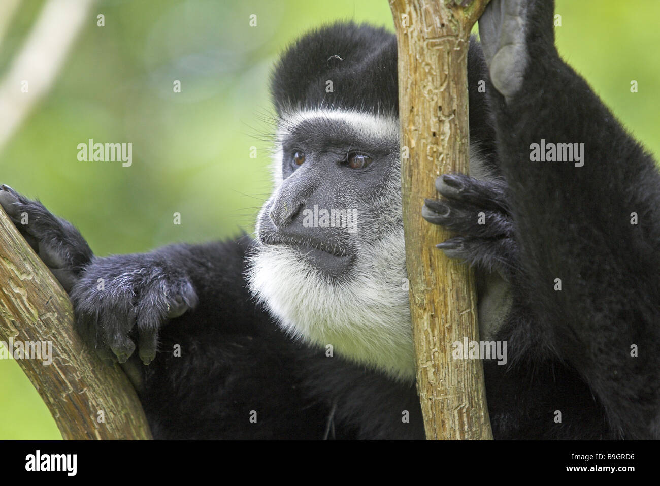 Zoo Guerza colo-bus vigilanza guereza ritratto wildlife gioco-animale mammifero monkey alto-mondo-monkey slim-monkey Foto Stock