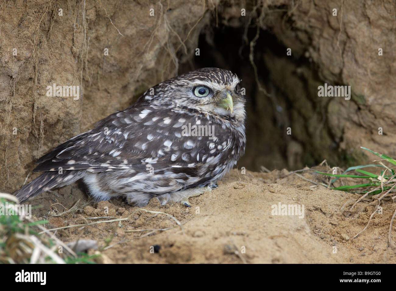 Civetta Athene noctua nest burrow Foto Stock