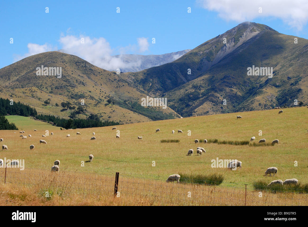 Pecora che pascola in Hill Country, Selwyn District, Canterbury, Isola del Sud, Nuova Zelanda Foto Stock