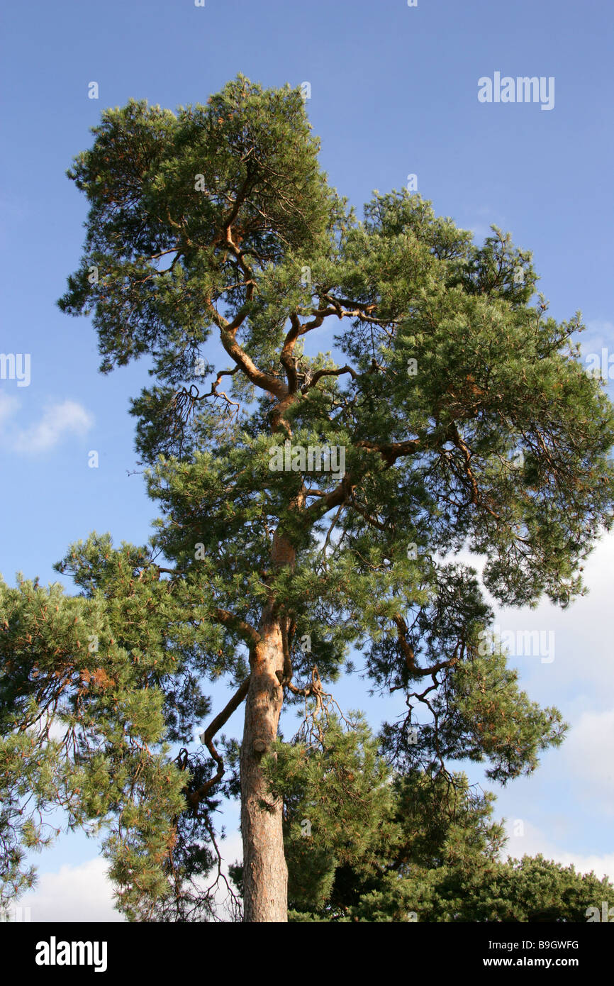 Pino silvestre, Pinus sylvestris, Pinaceae. Una specie di albero di pino nativo dell Europa e Asia Foto Stock