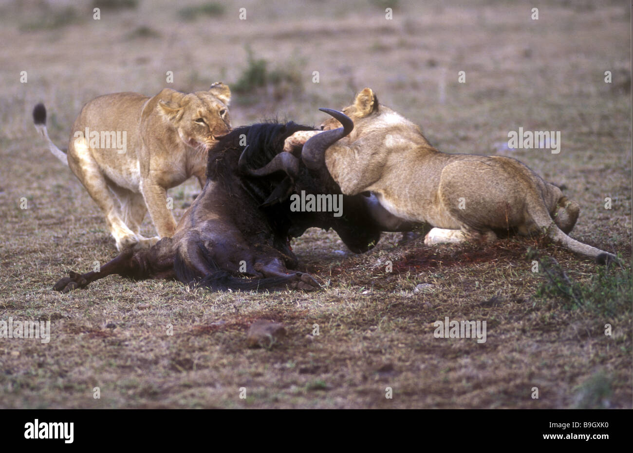 Due leonesse tirando verso il basso un gnu e iniziare a tirare la carcassa in pezzi di Riserva Nazionale di Masai Mara Kenya Africa orientale Foto Stock