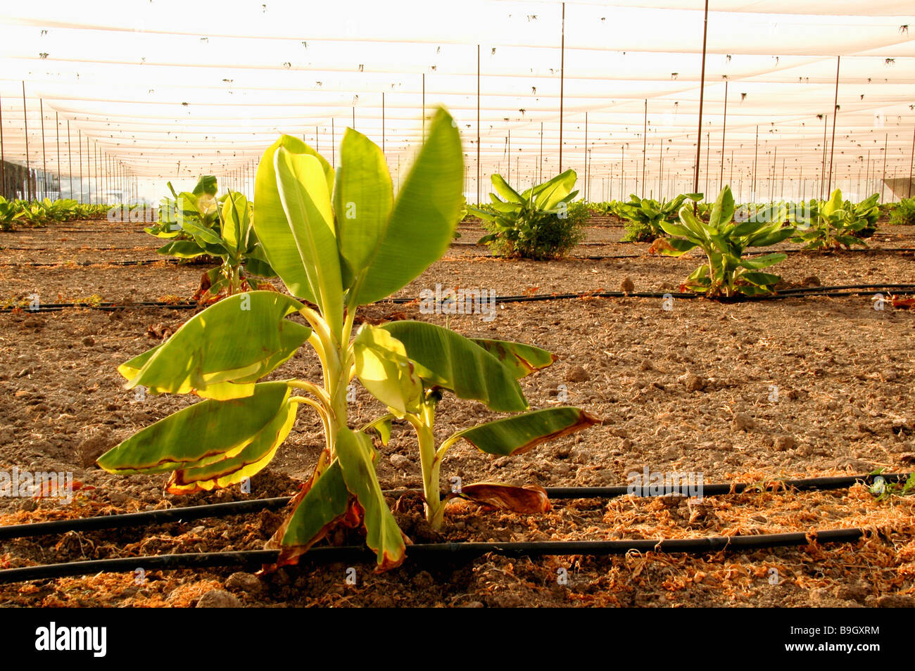 Nuovo impianto di giovani piante di banana in una piantagione di banane di gocciolamento sistema di irrigazione può essere visto Foto Stock