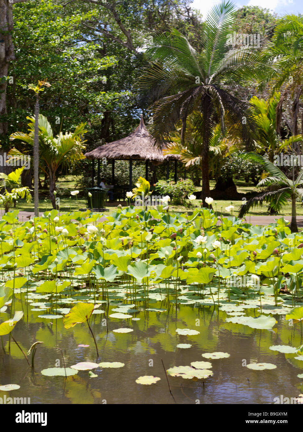 Pamplemousses Mauritius Sir Seewoosagur Ramgoolam Royal Botanical Gardens Lillies acqua Foto Stock