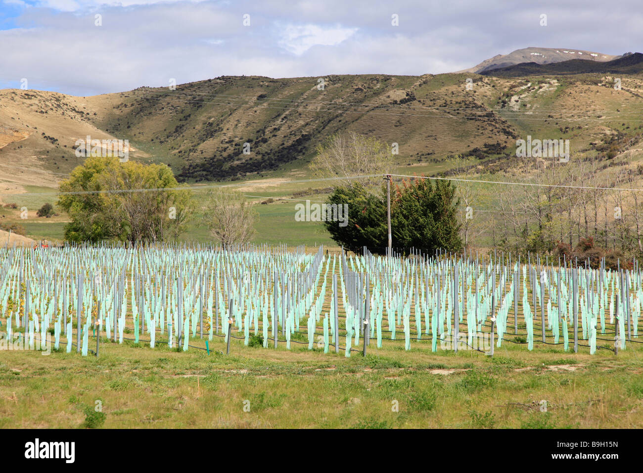 Nuovo vigneto con montanti in metallo,North Otago, Isola del Sud, Nuova Zelanda Foto Stock