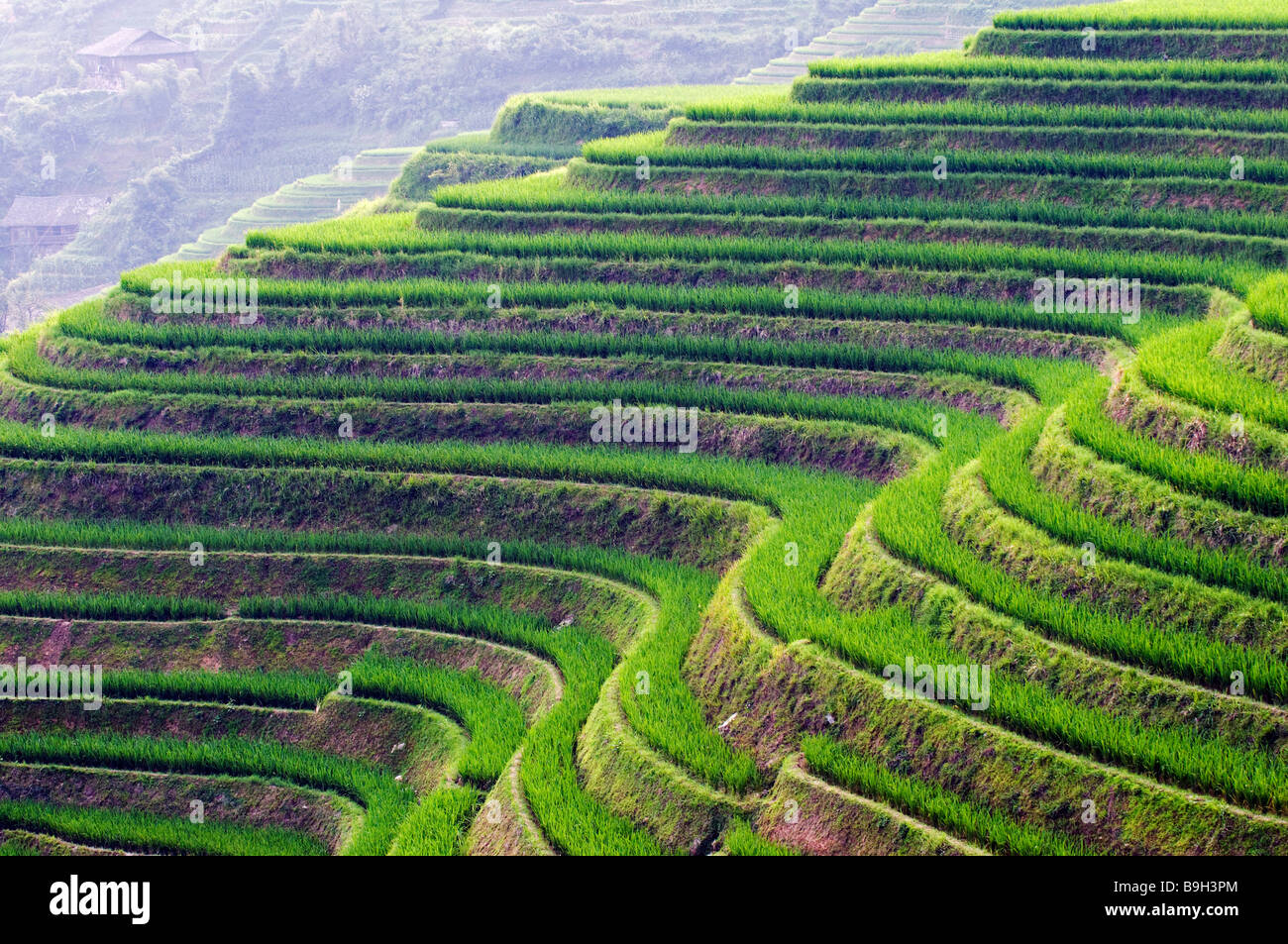 Cina, provincia di Guangxi, Longsheng Dragon's Backbone terrazze di riso, vicino a Guilin Foto Stock