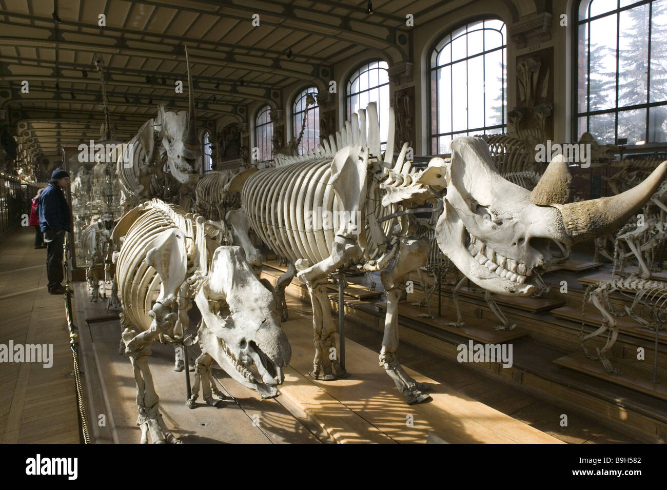 Anatomia mostra-hall visitatori considerazioni d'histoire temperamenti presenta Francia galleria d'anatomie comparee Foto Stock
