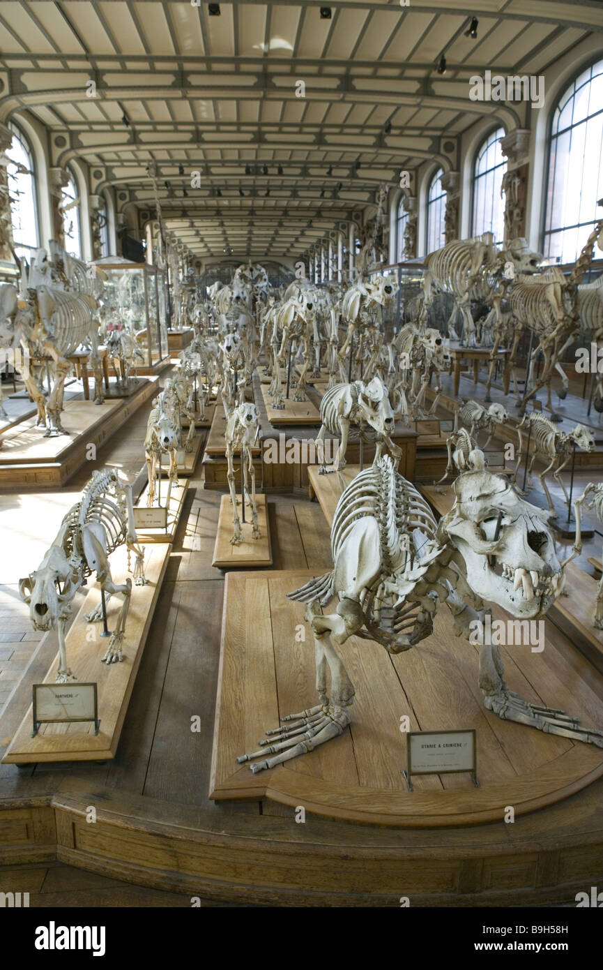 Francia Paris Museum national d'Histoire temperamenti hall animale-scheletri capitale città Jardin del Plantes exhibition Foto Stock