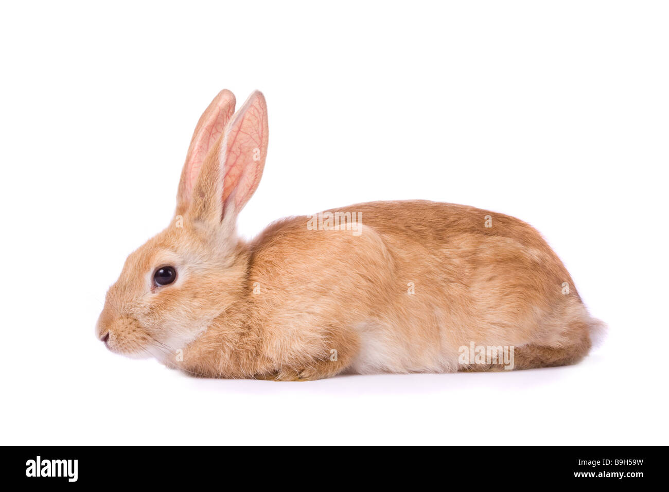 Giovane e timido coniglio rosso isolato su sfondo bianco Foto Stock