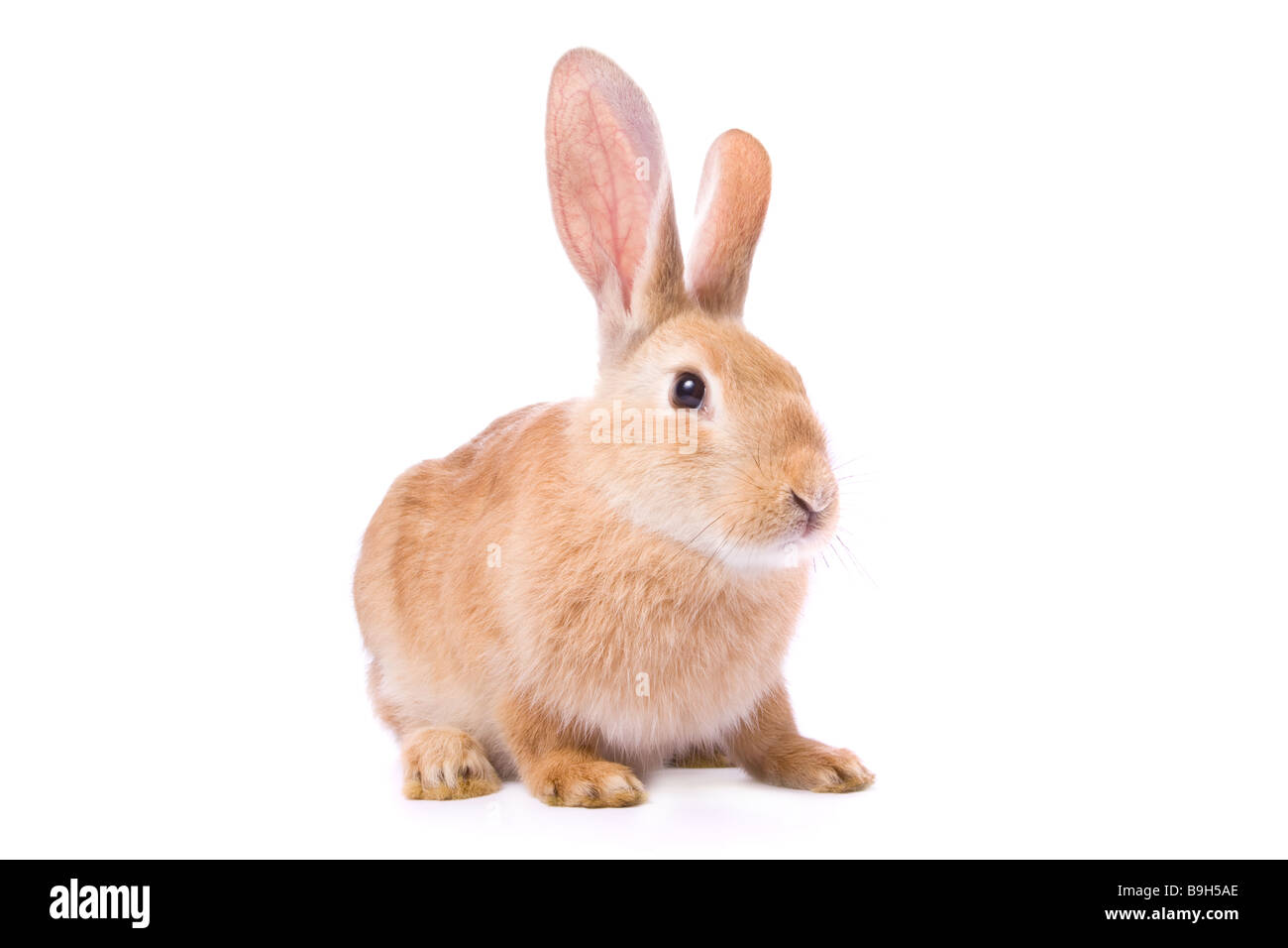 Curioso giovane coniglio rosso isolato su sfondo bianco /// coniglietto pasquale per tagliare lo sfondo bianco intaglio carino guardare divertenti snooping curioso pet Foto Stock