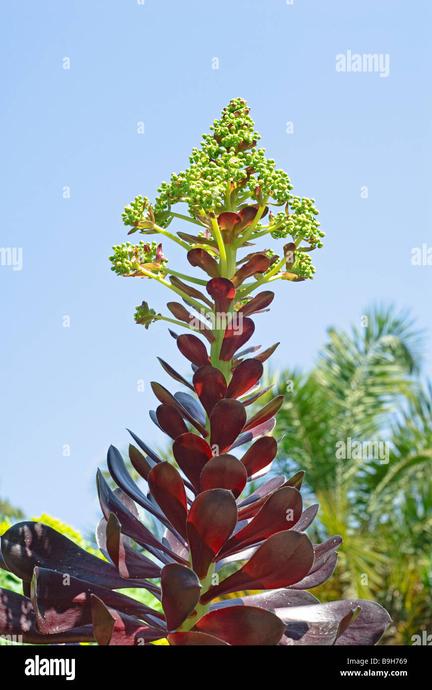 Aeonium ciclope impianto, gigante Aeonium rosso e fiore Foto Stock