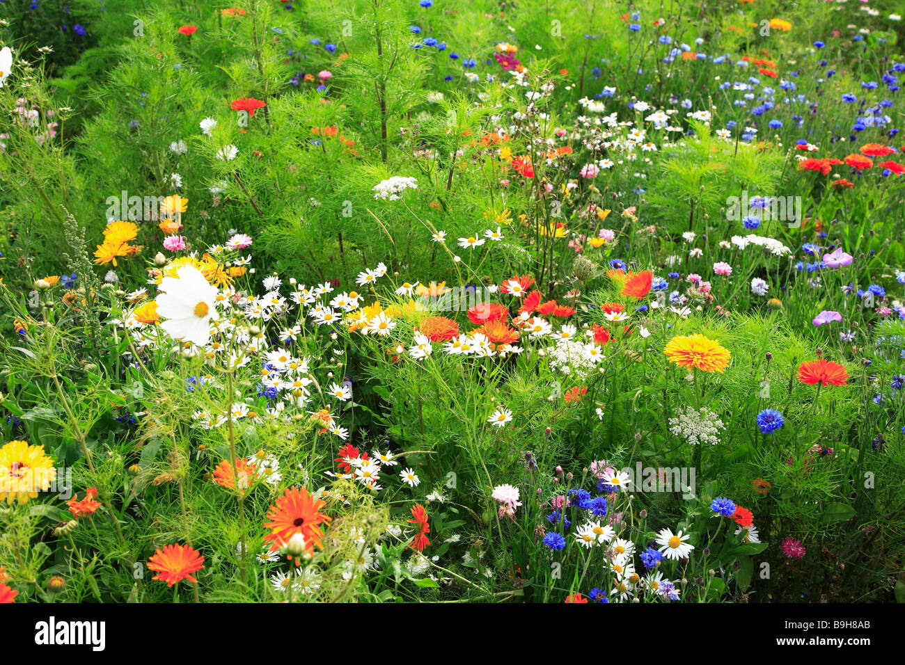 Prati fioriti di fiori di prato prato estate-prato fiori piante fioriscono  estate-fiori di prato-fiori estate cosmo zinnias Foto stock - Alamy