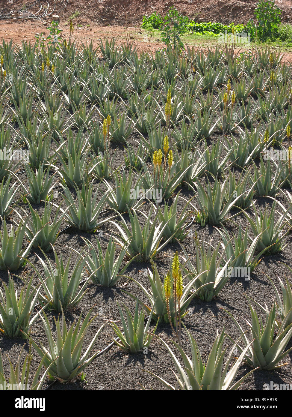 Aloe vera essendo cresciuta commercialmente in Fuerteventura Isole Canarie Spagna Foto Stock