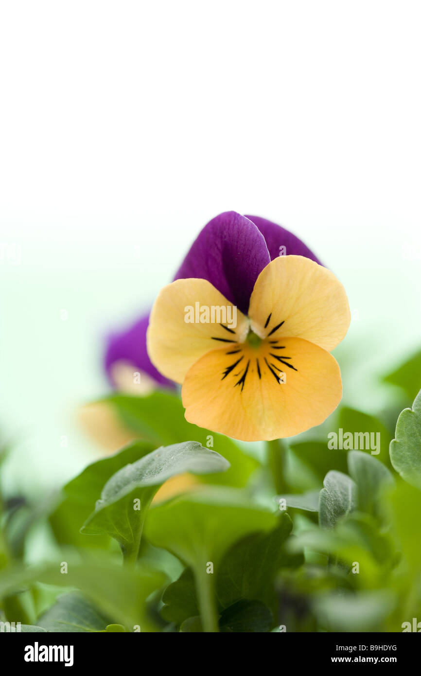 Clacson-violette che fiorisce in due colori di close-up dettaglio Foto Stock