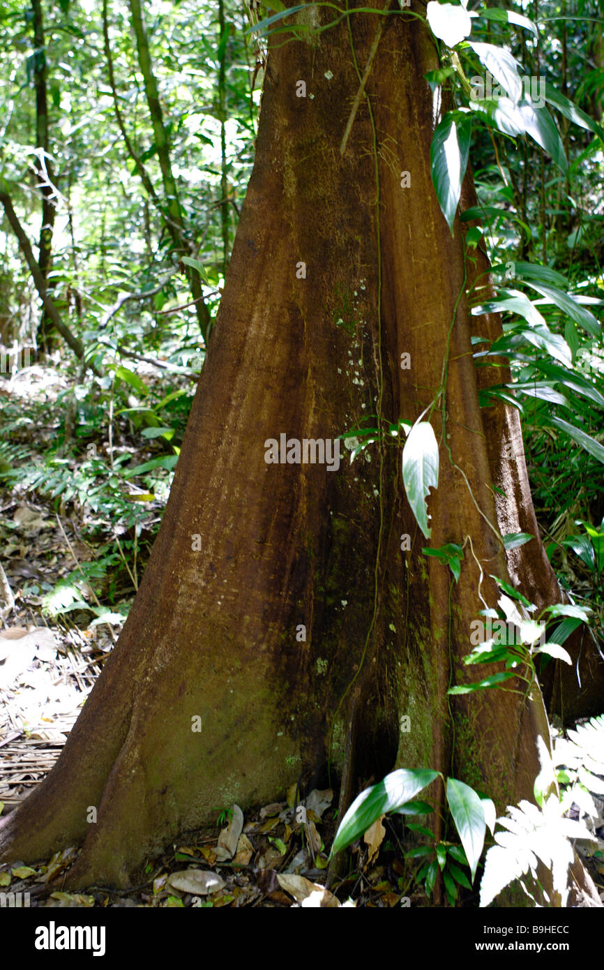 Radici quadrate di ebano Atlanic Rainforest Mata Atlântica Bahia Brasile America del Sud Foto Stock