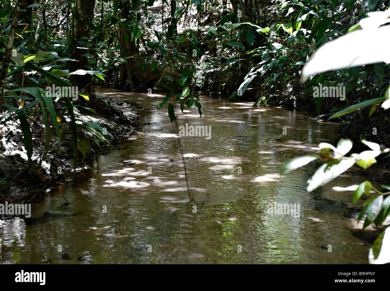 Flusso in Ecoparque de una foresta pluviale atlantica Mata Atlântica Bahia Brasile America del Sud Foto Stock