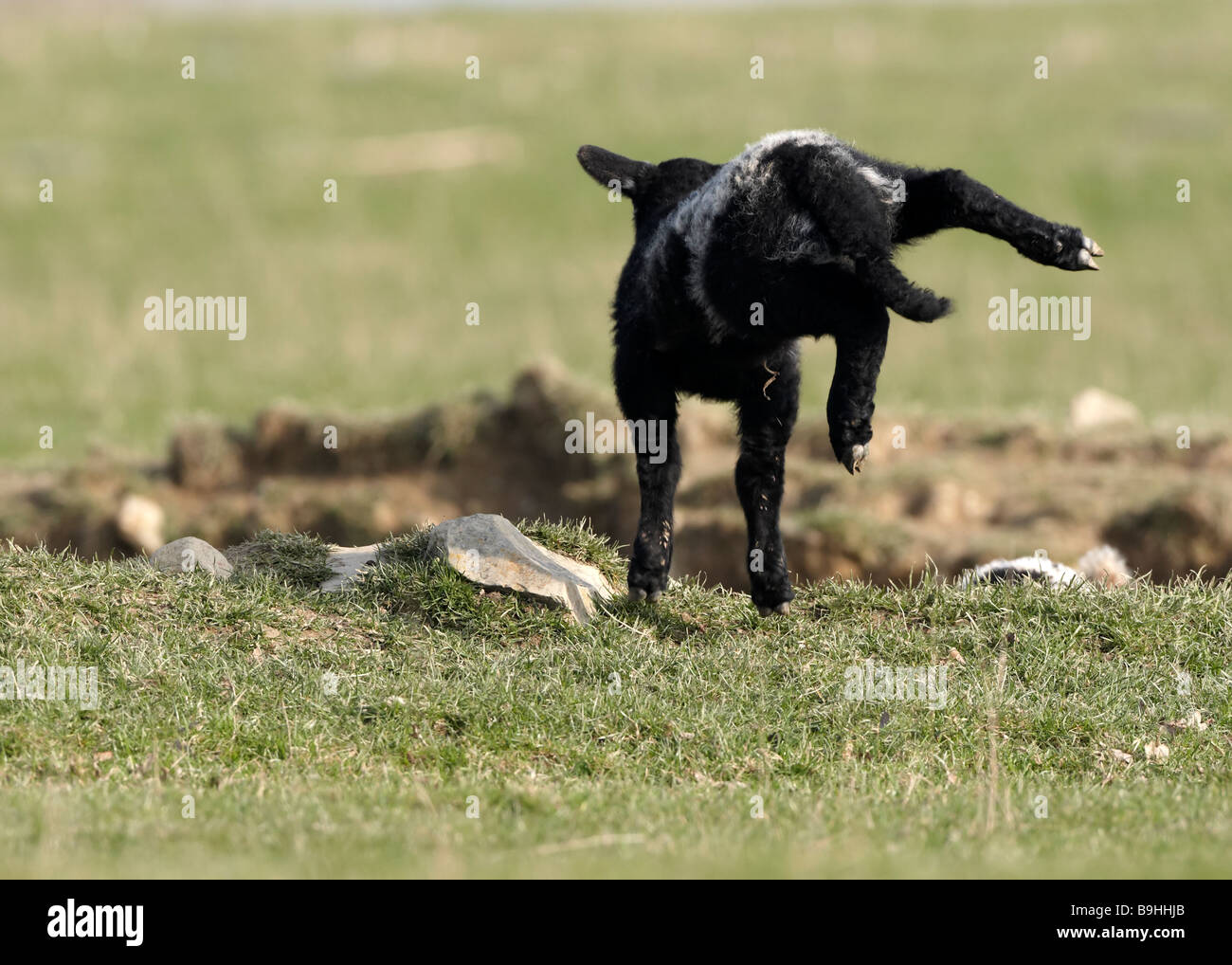 Nero di Welsh lamb Foto Stock