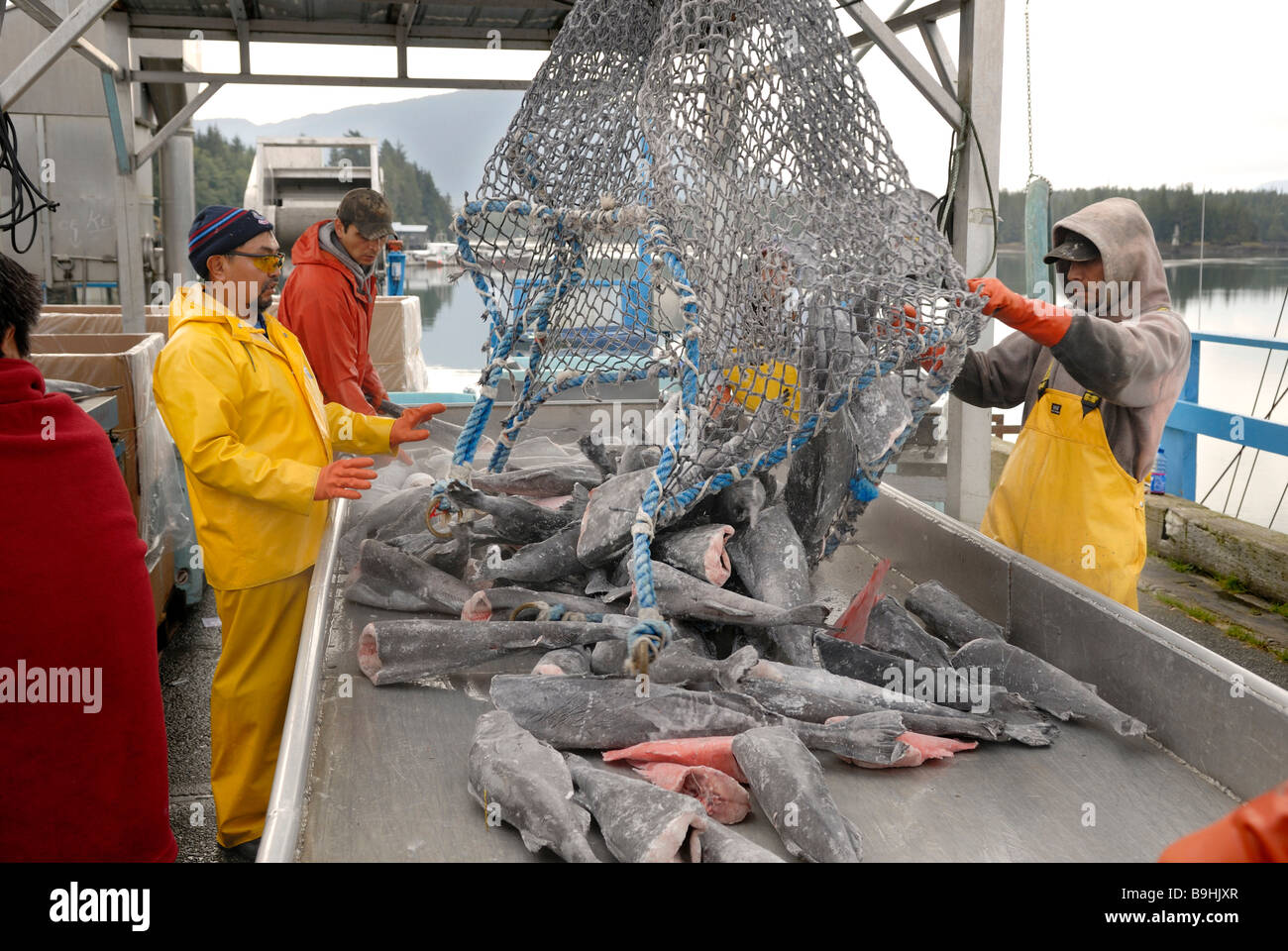 I pescatori di scarico Skilfish congelato, Prince Rupert, British Columbia, Canada, America del Nord Foto Stock