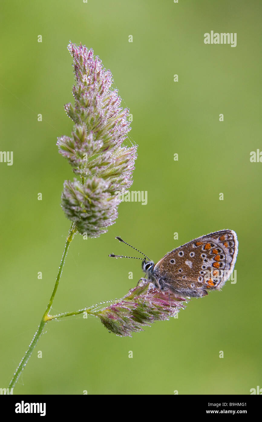 Comune di Blue Butterfly Polyommatus icarus Foto Stock
