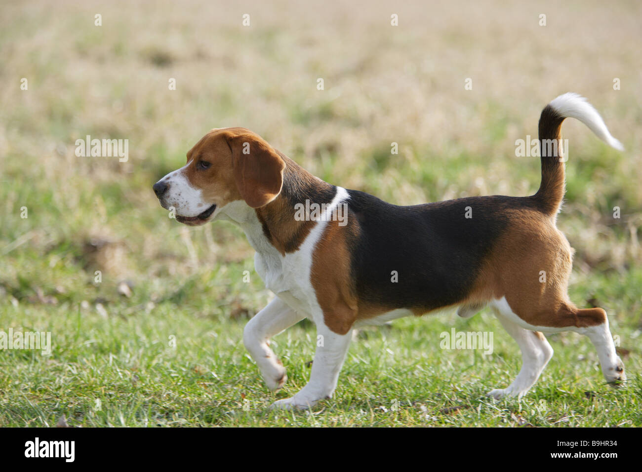 Cane Beagle - camminando sul prato Foto Stock