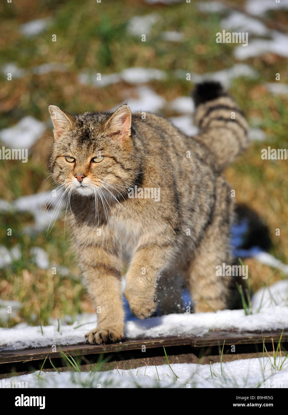 Gatto selvatico (Felis silvestris), maschio, stalking Foto Stock