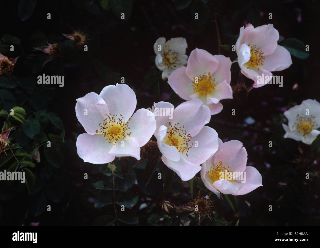 Robbie Burns, una rosa Inglese Foto Stock