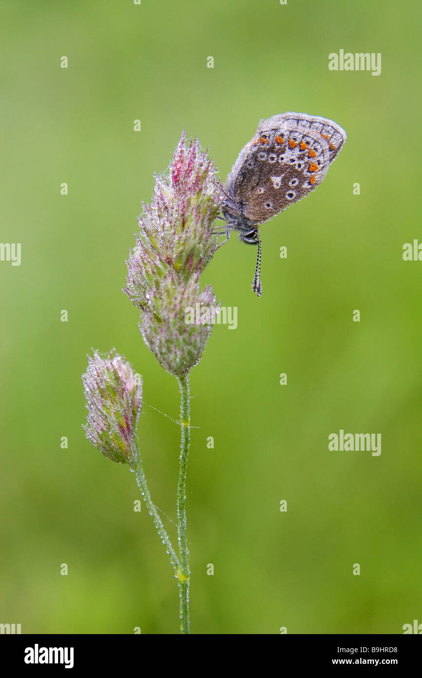 Comune di Blue Butterfly Polyommatus icarus Foto Stock