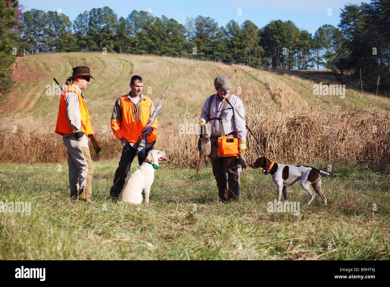 Una guida di caccia detiene due raccolte di uccelli mentre due cani di uccelli lab e il puntatore e due cacciatori giubbotto arancione e le pistole guardare su Foto Stock