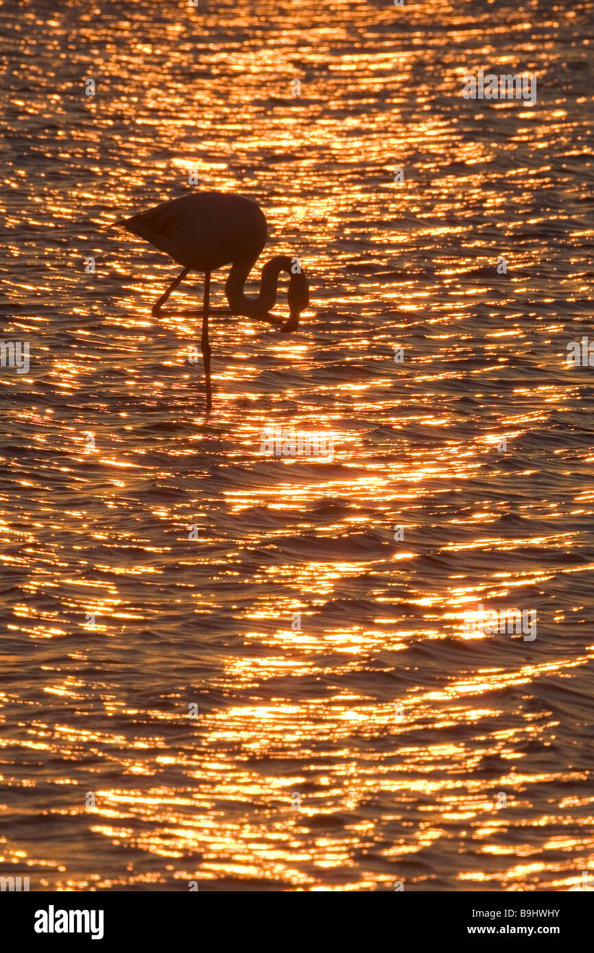 American fenicottero rosa fenicottero maggiore, Caribbean Flamingo (Phoenicopterus ruber ruber), guadare acqua al tramonto Foto Stock