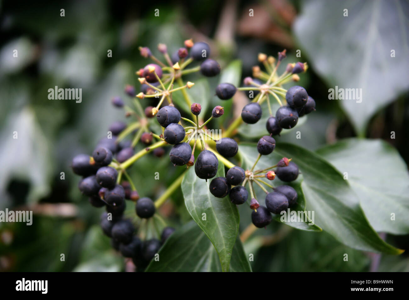 Un cluster di bacche nere, frutto di Edera, Hedera helix, Araliaceae Foto Stock