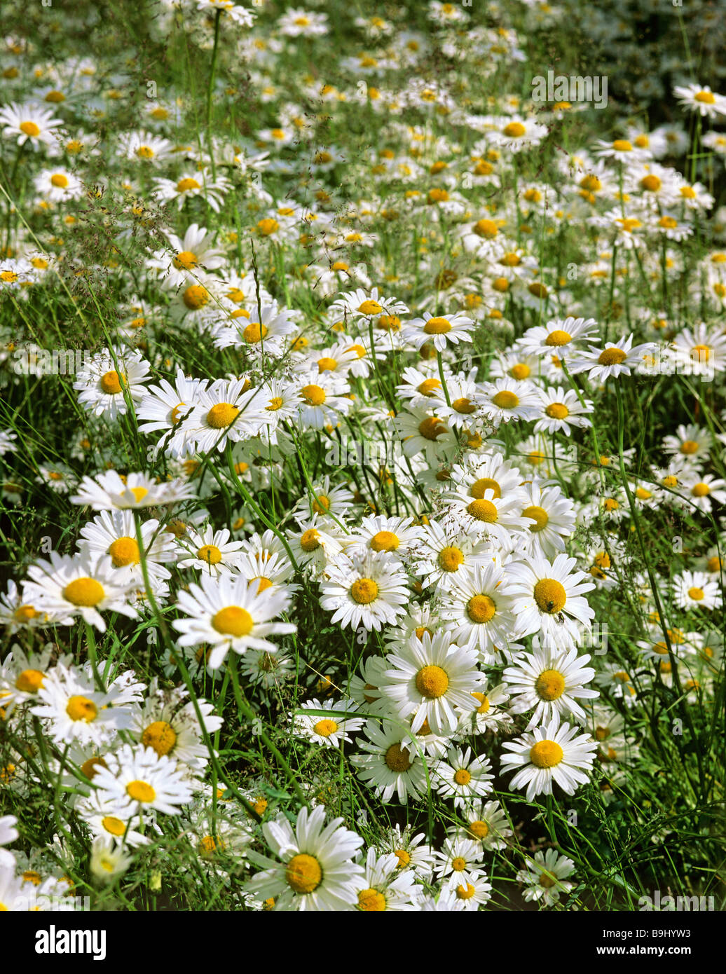 Marguerites (Leucanthemum), fiore prato in estate Foto Stock