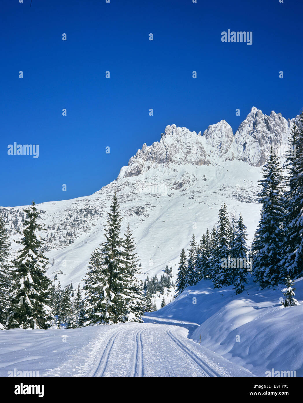 Abeti, foresta, coperto di neve paesaggio invernale, neve fresca, sci di fondo trail, Salzburger Land, Austria Foto Stock