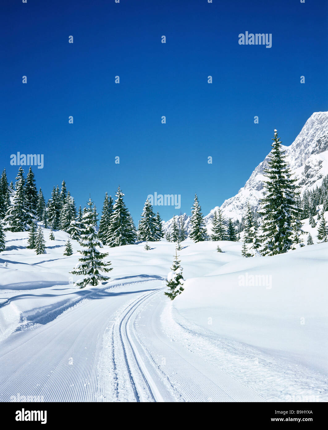 Abeti, foresta, coperto di neve paesaggio invernale, neve fresca, sci di fondo trail Foto Stock