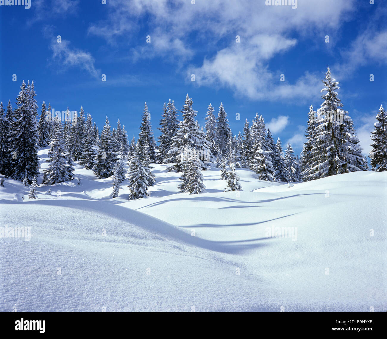 Abeti, foresta, coperto di neve paesaggio invernale, neve fresca Foto Stock