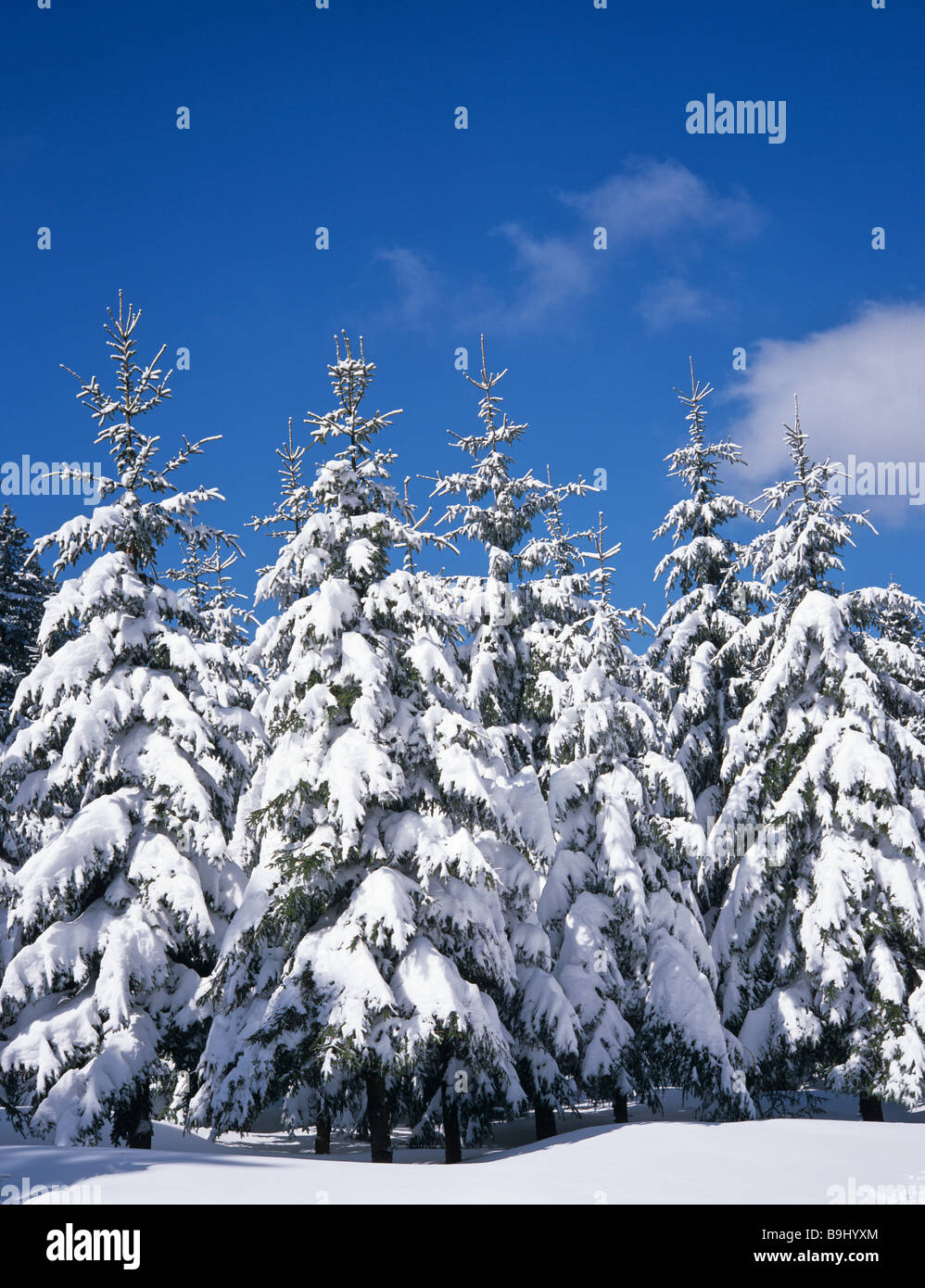 Abeti, foresta, coperto di neve paesaggio invernale, neve fresca Foto Stock