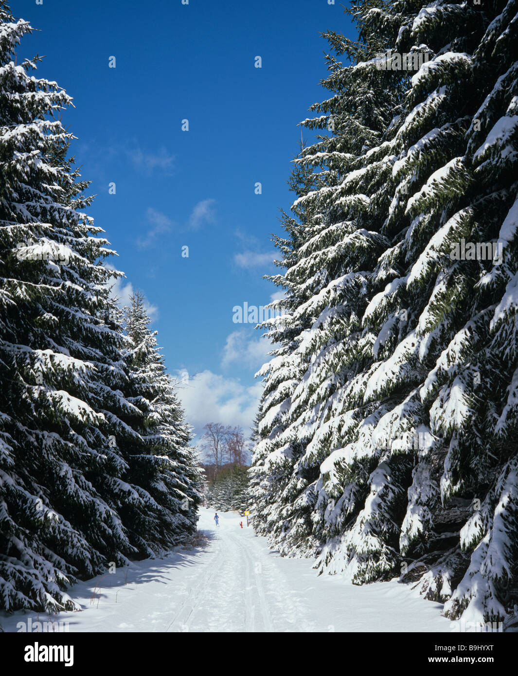 Abeti, foresta, coperto di neve paesaggio invernale, neve fresca, piste per sci di fondo Foto Stock