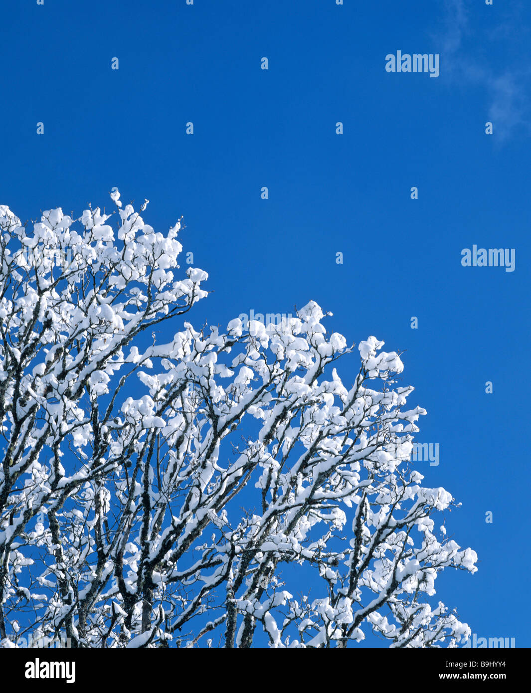 Coperte di neve grande acero, neve fresca Foto Stock